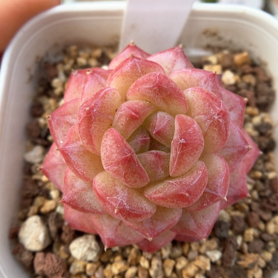 美心优选可拍703号。   
