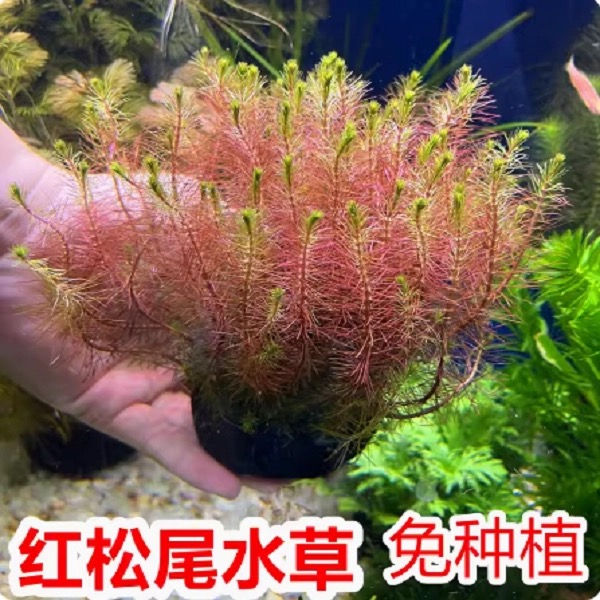  红松尾狐尾草鱼缸真水草水族箱造景中后景增氧淡水植物沼泽