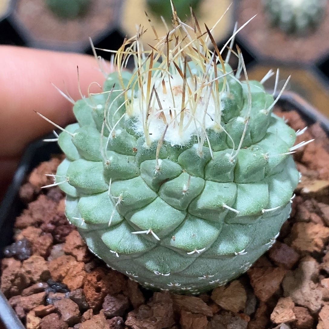 孤品实生特选株周正菊水仙人球3.8cm