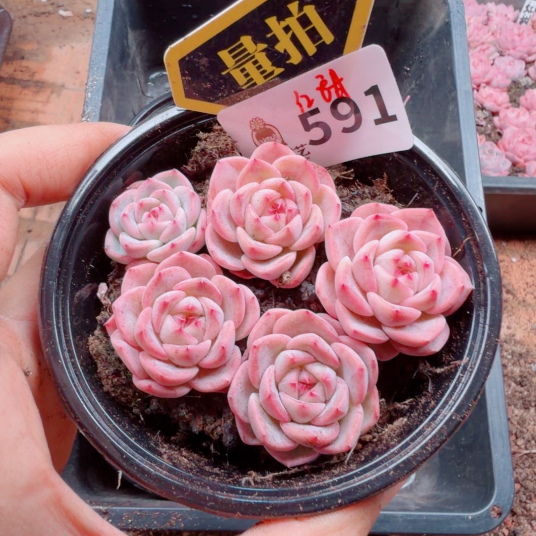 多肉植物多肉植物