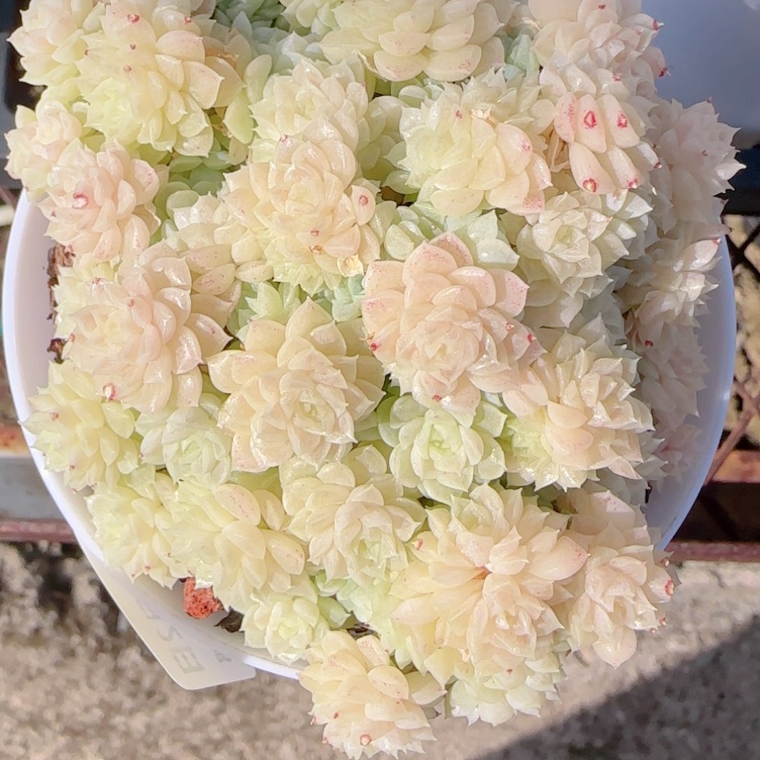 M***y花语多肉0102-177散