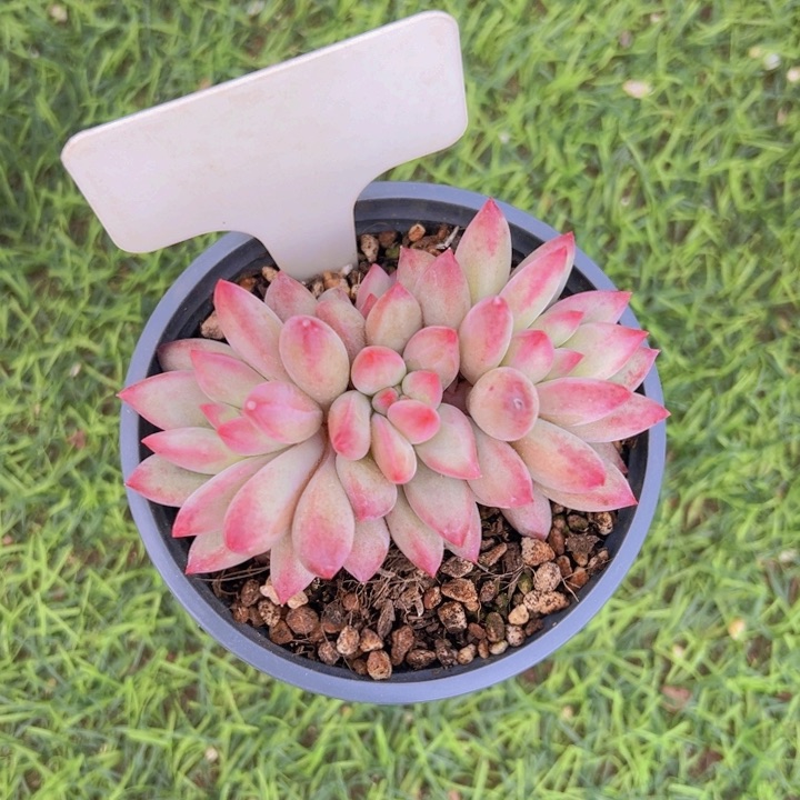 健健康康平平安安