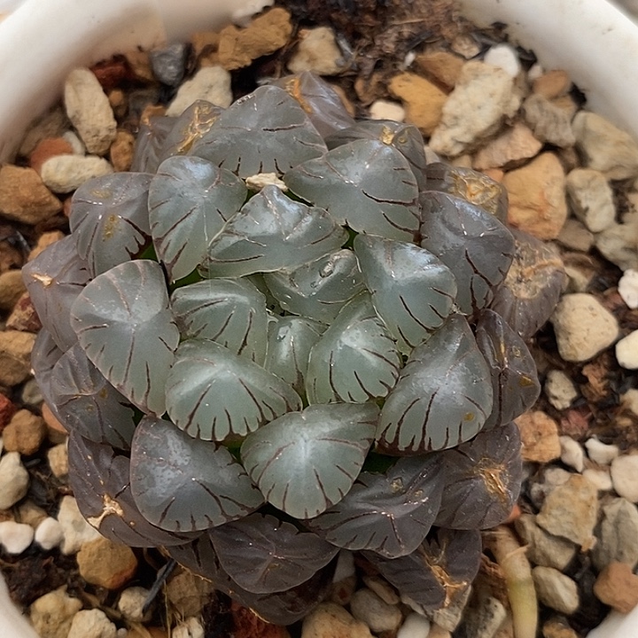 甜***心686特价玉露一物一拍