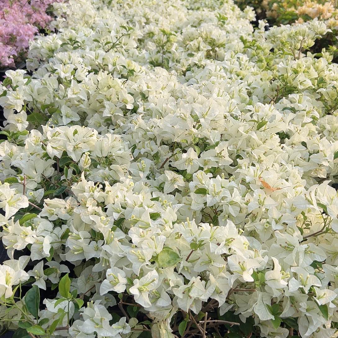 大部分花苞少量开放白雪公主掌中宝一棵