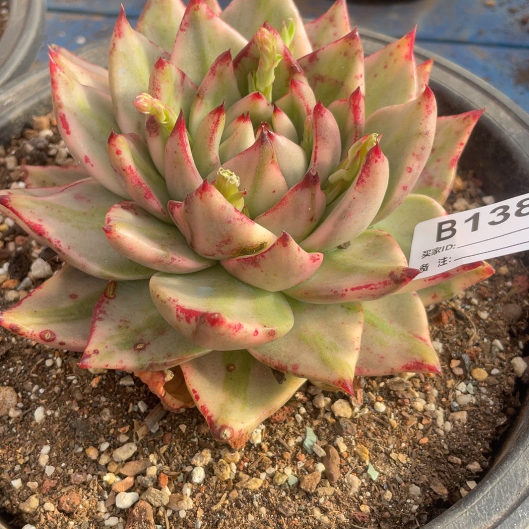 无花朵若如东云单拍B138