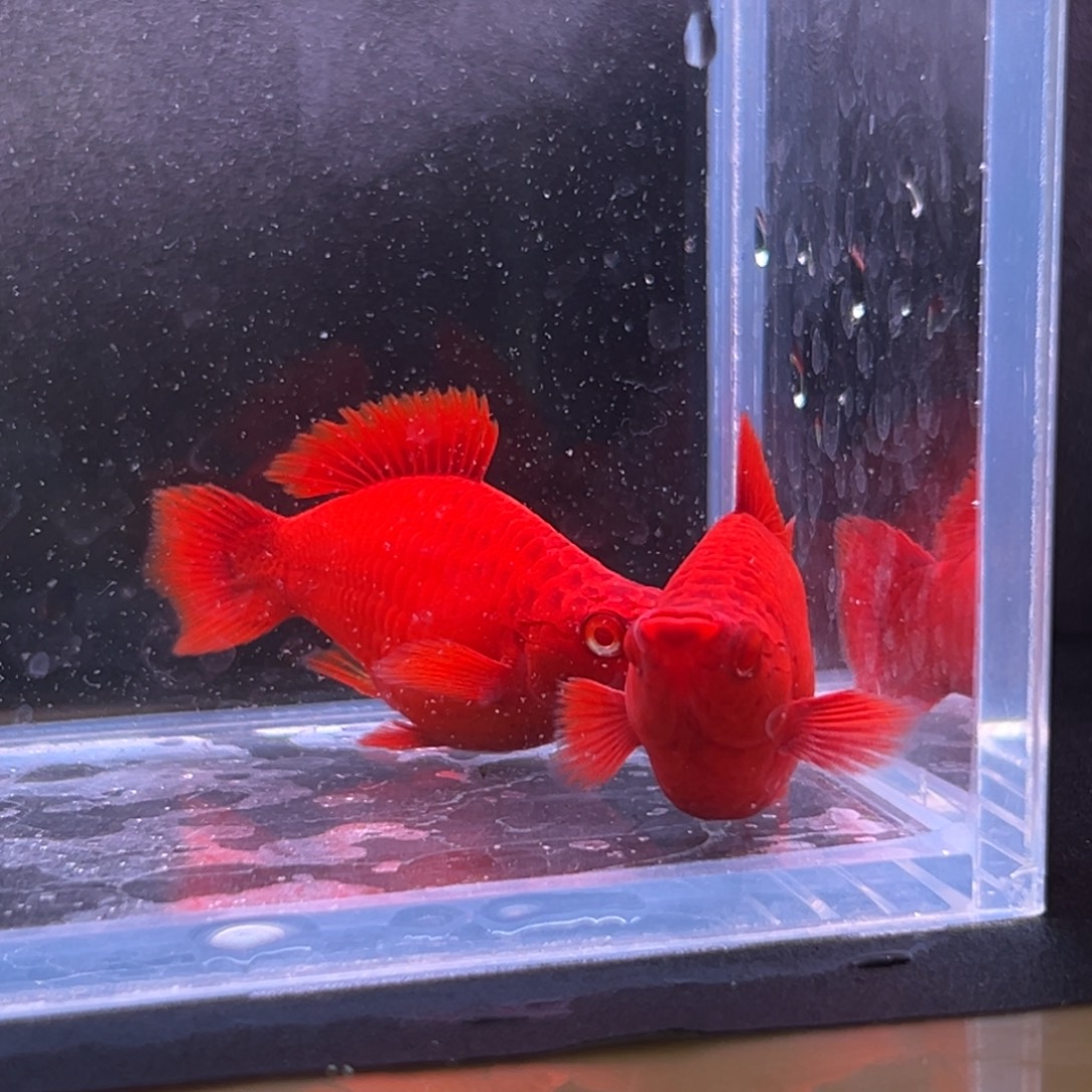 孔雀鱼红箭球俩母