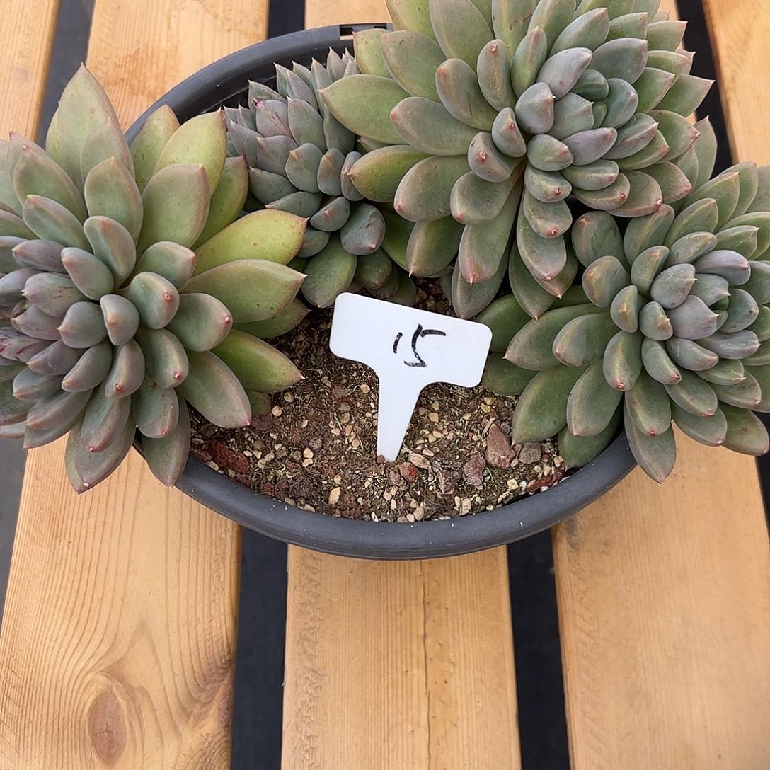 15象牙。  多肉。       