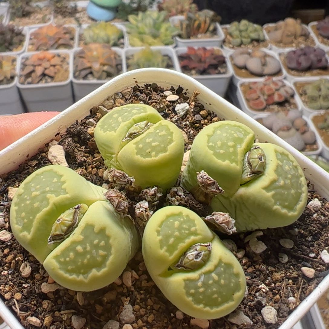 绿饼干多肉植物百科