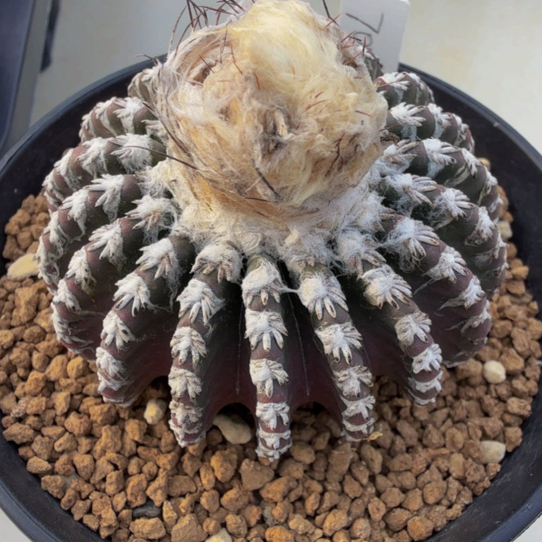 雪顶奇特球 大体型