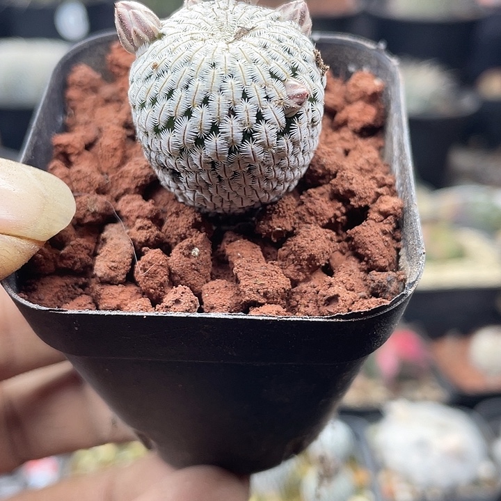 实生白斜子一颗包邮