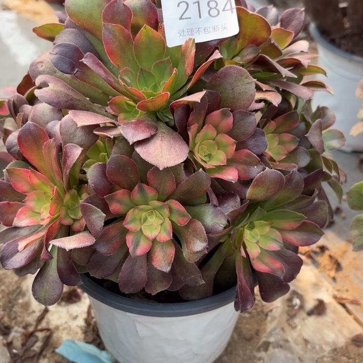 流星雨多肉处理不包断头2184