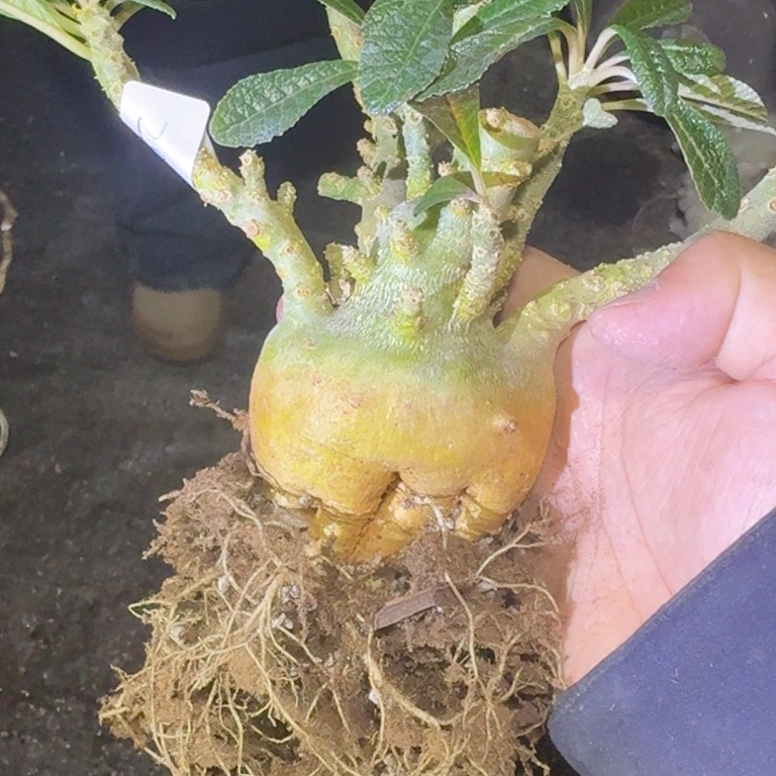 多肉植物 巨流桑 实生