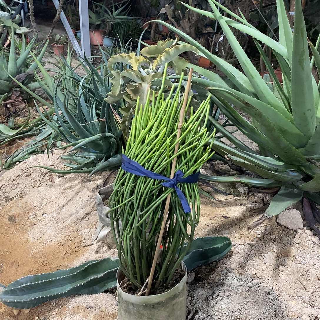 光棍树高60公分左右整盆带棍子