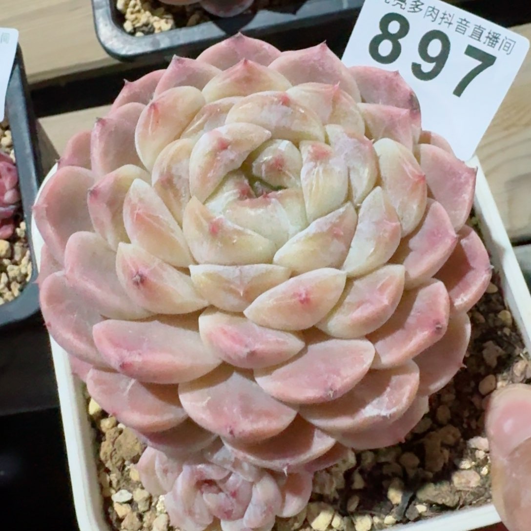 H***o冰魄母本         精品多肉