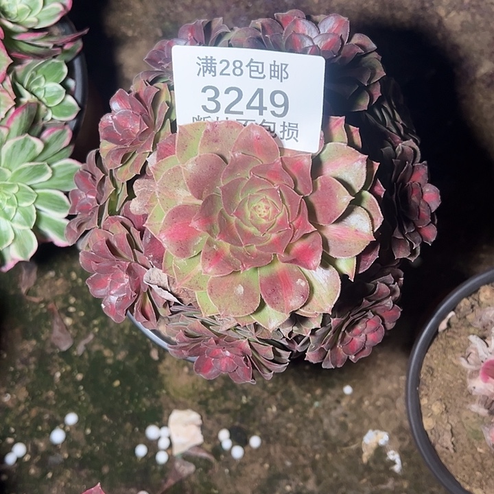 3249抹茶多肉植物