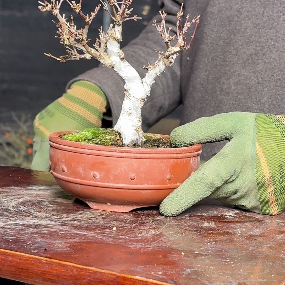 红陶太**探19顺丰到付