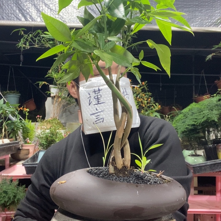 雅****以实际为准盆景绿植盆栽84