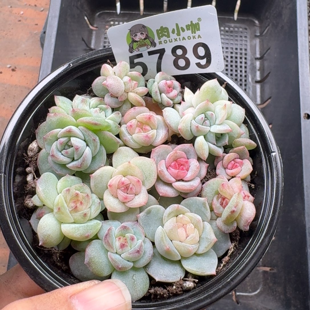 多肉植物多肉植物