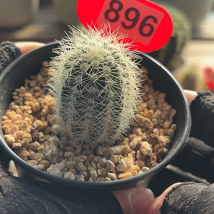 仙人球实生白云虾