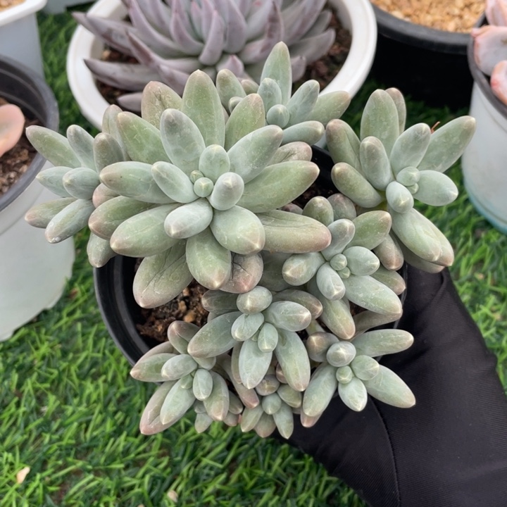 欧若拉冠幅13 公分一物一拍