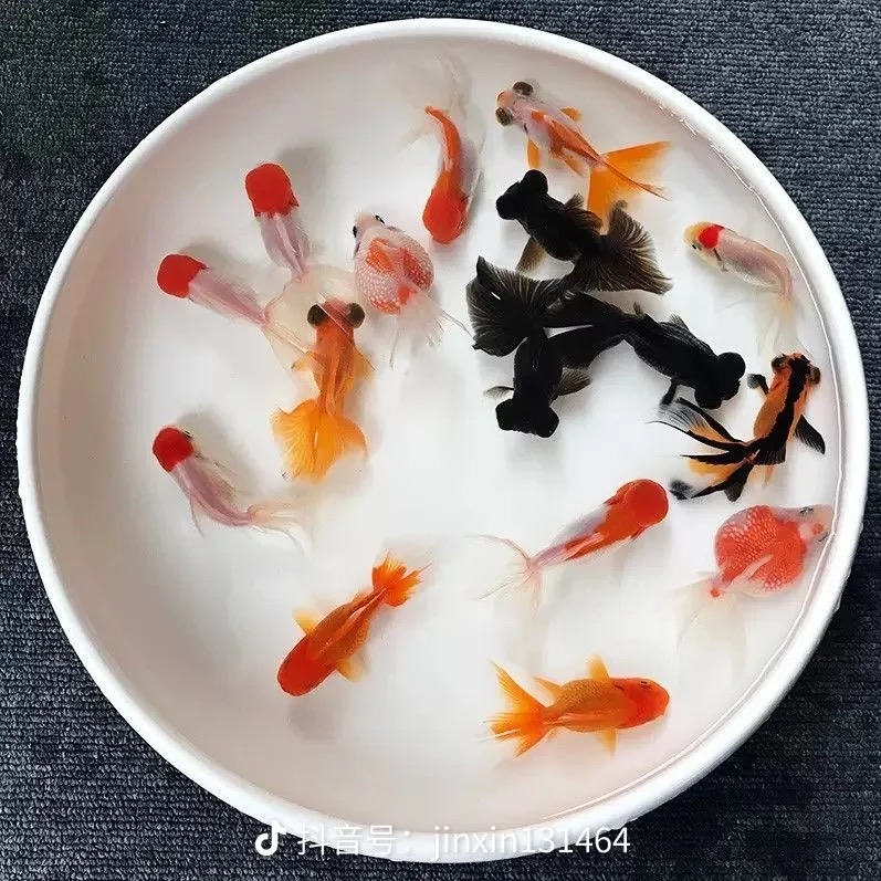 精品国粹冷水金鱼全家福3+1备损4条