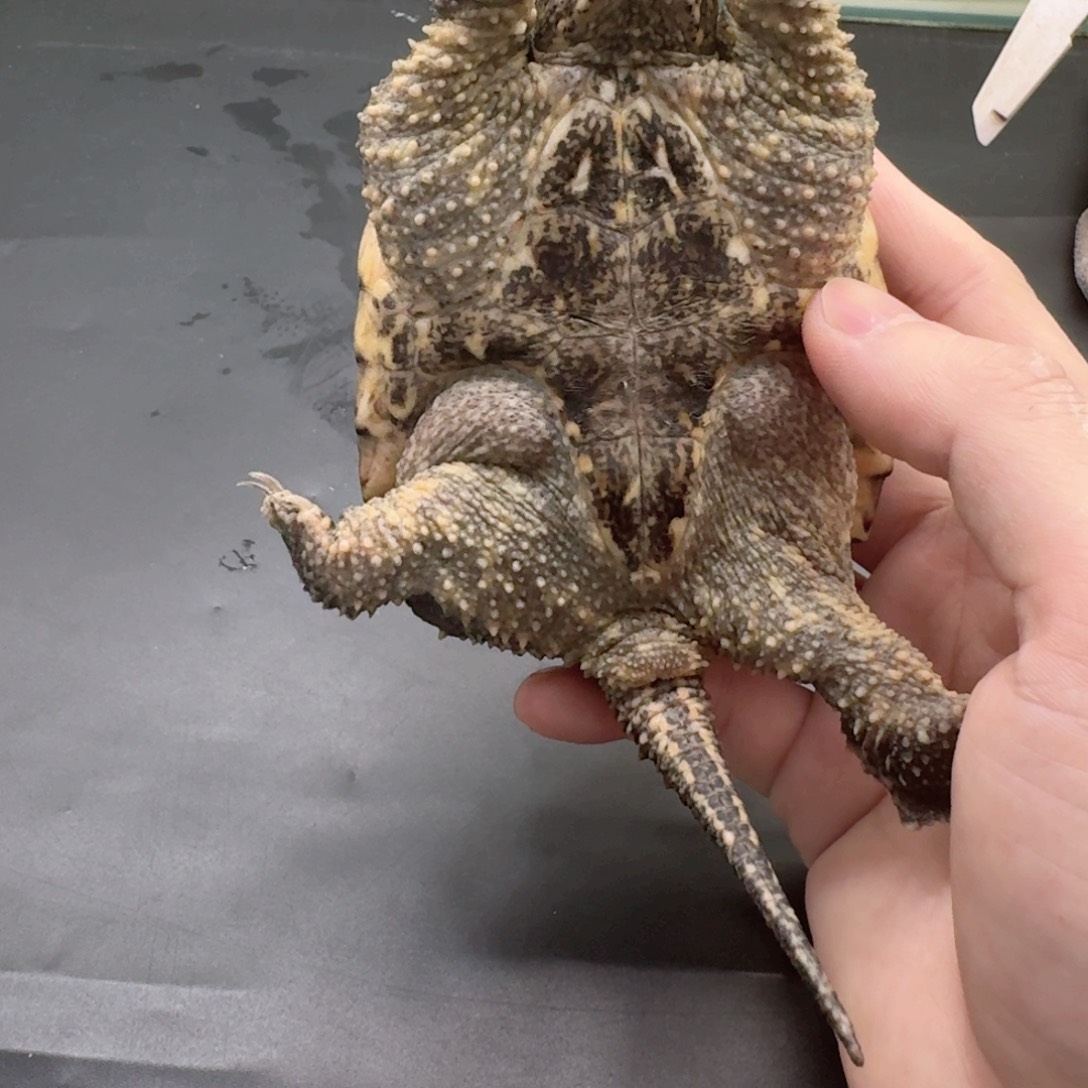 宠物龟不分公母111