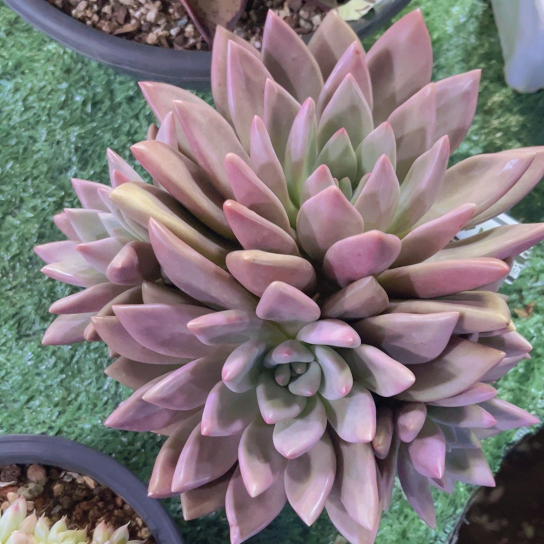 桃花源01144多肉植物