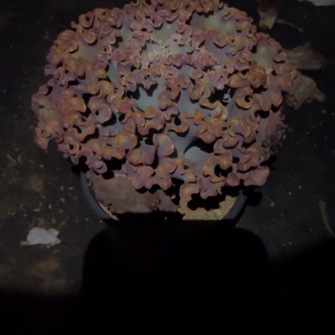 老*23 号包菜系列赠送 1 棵