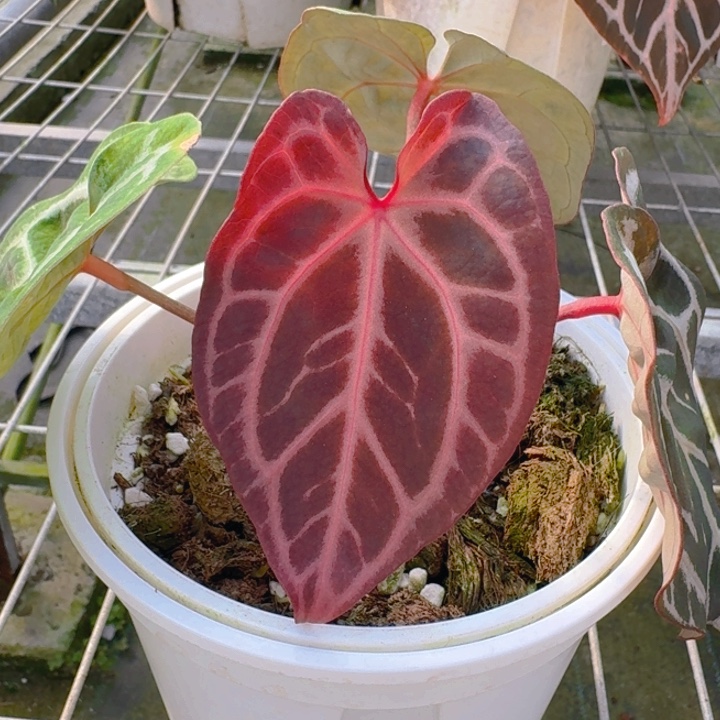 完全开放11粉柠檬红