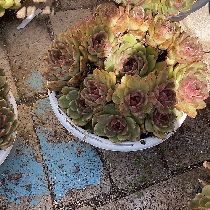 无坎黑水晶手捧群生