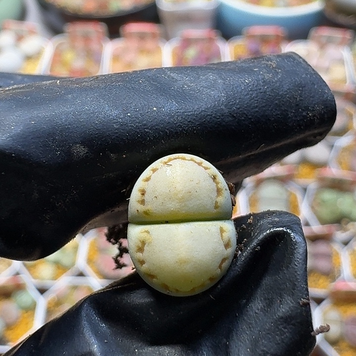 糟***猫生石花1111112。  363