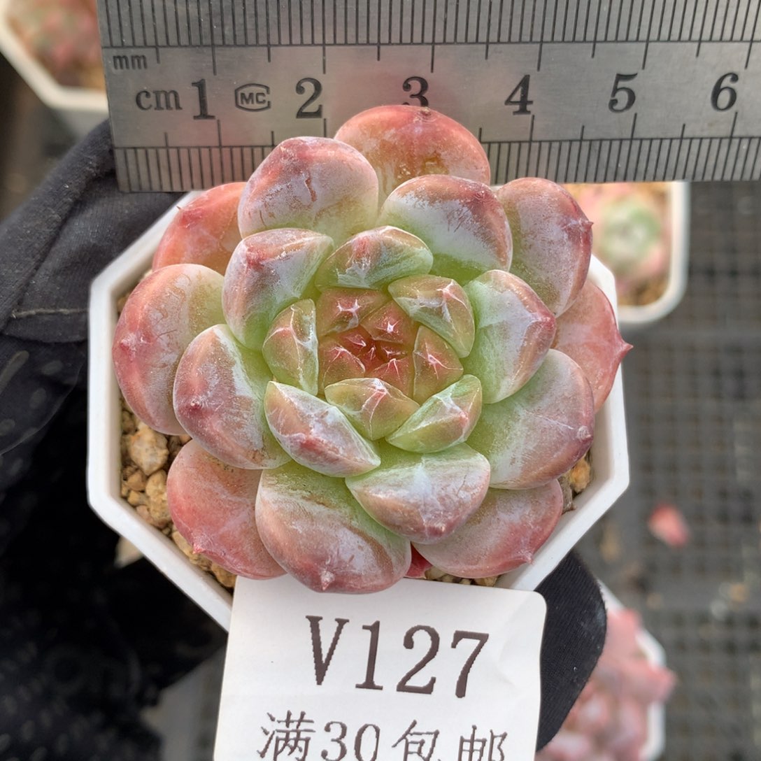 127。石化。秘境冰魄。