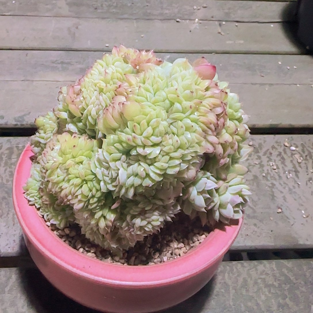 一物一拍，姐姐女神节快乐