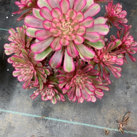 多肉植物白月光锦。