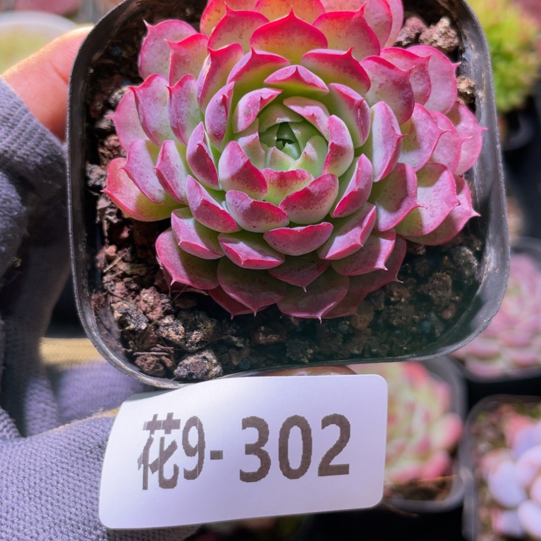 花利美9-302朱砂痣