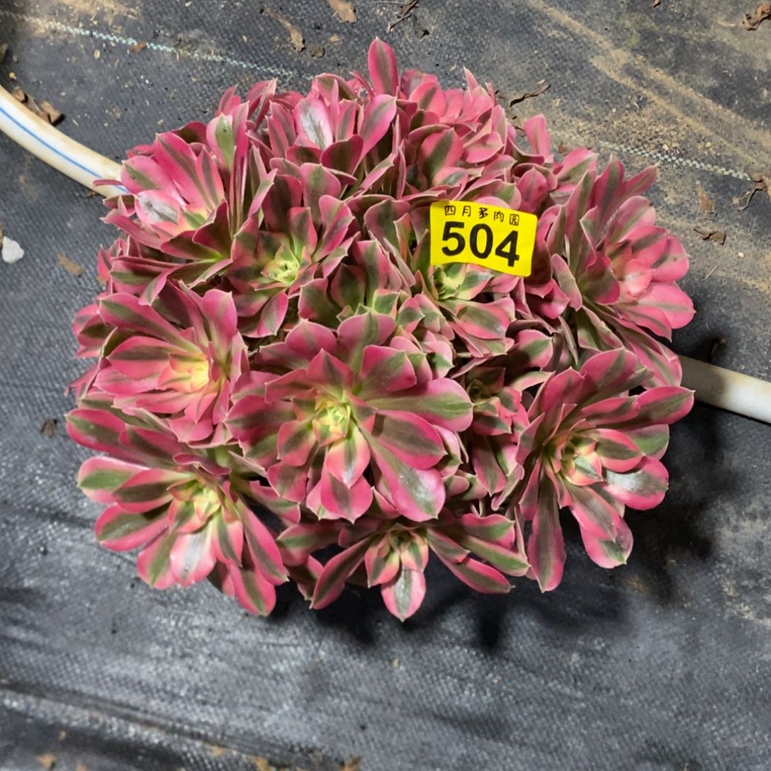 新***】多肉七彩石0000504