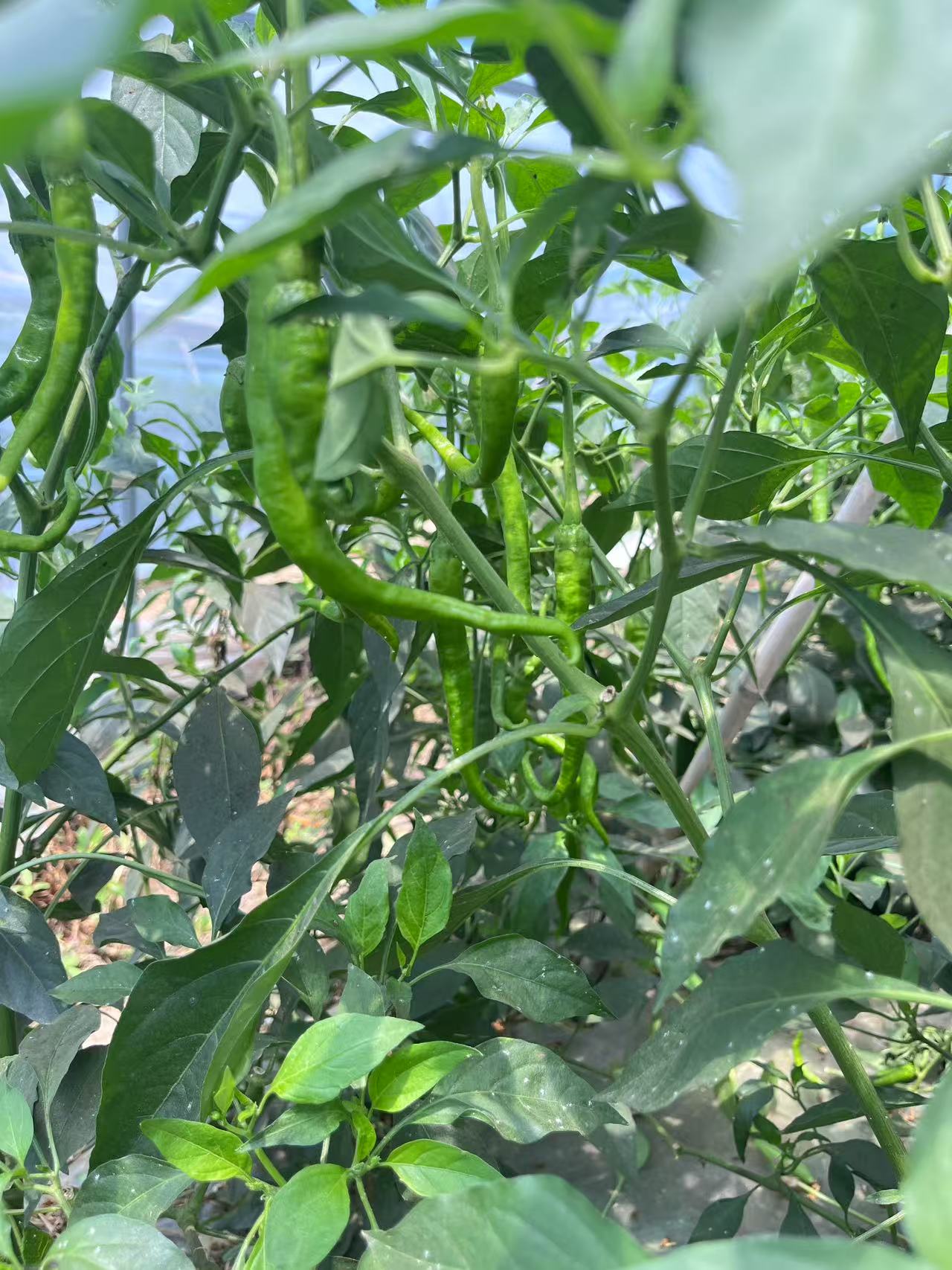 【顺丰包邮】农家薄皮土辣椒