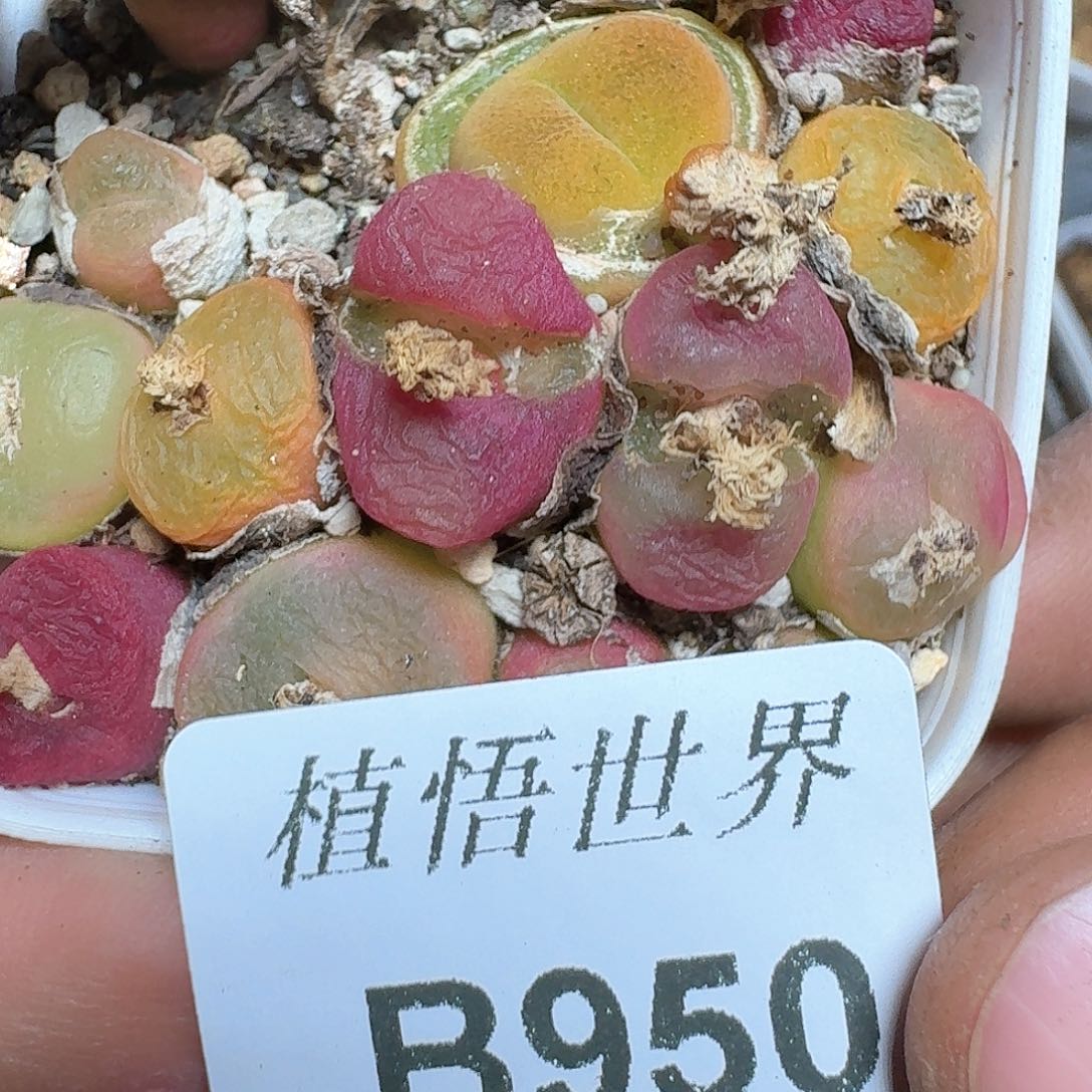 950盒多肉植物哇f g