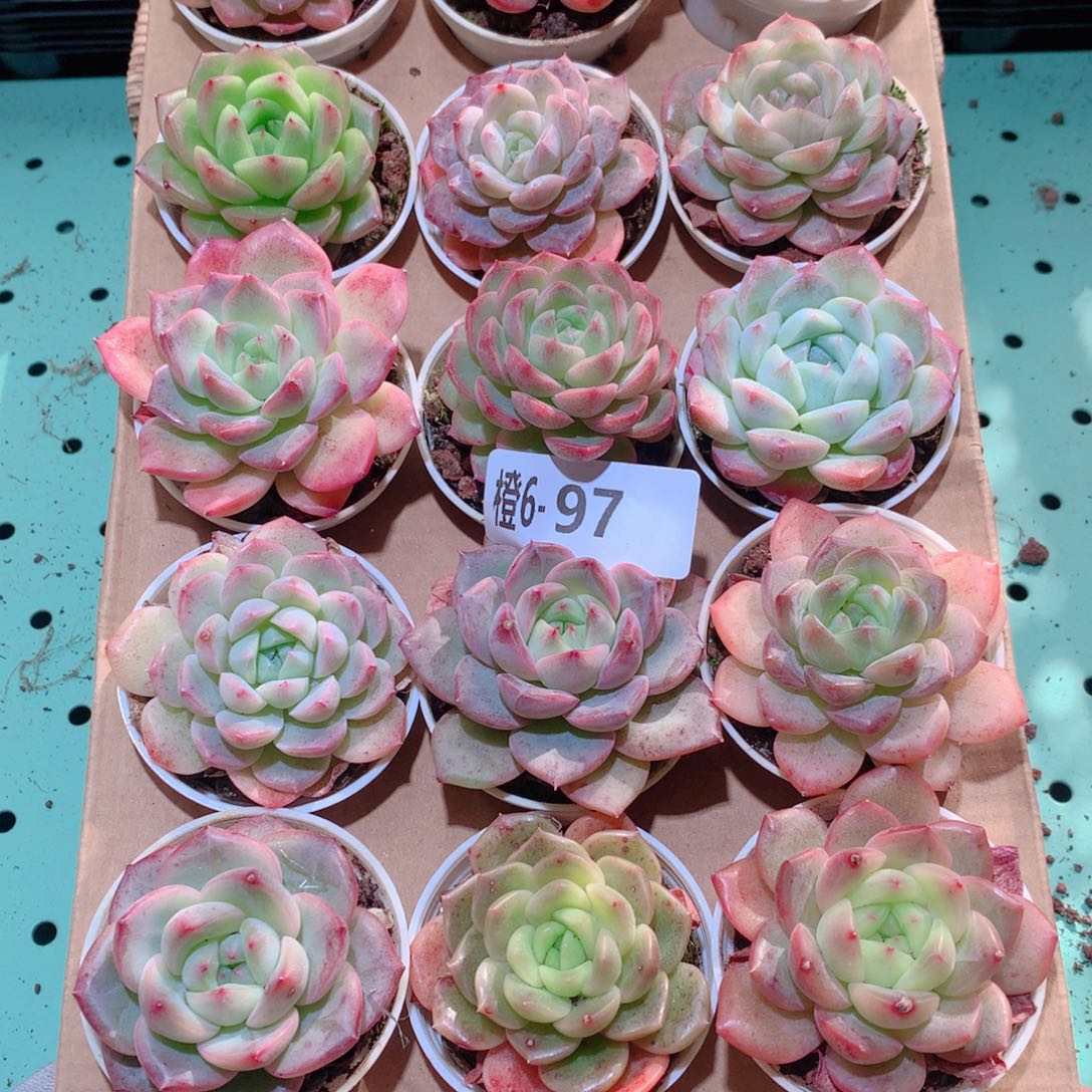 6-97一物一拍多肉带盆18颗