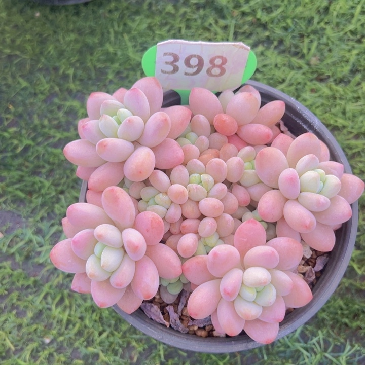 健健康康平平安安