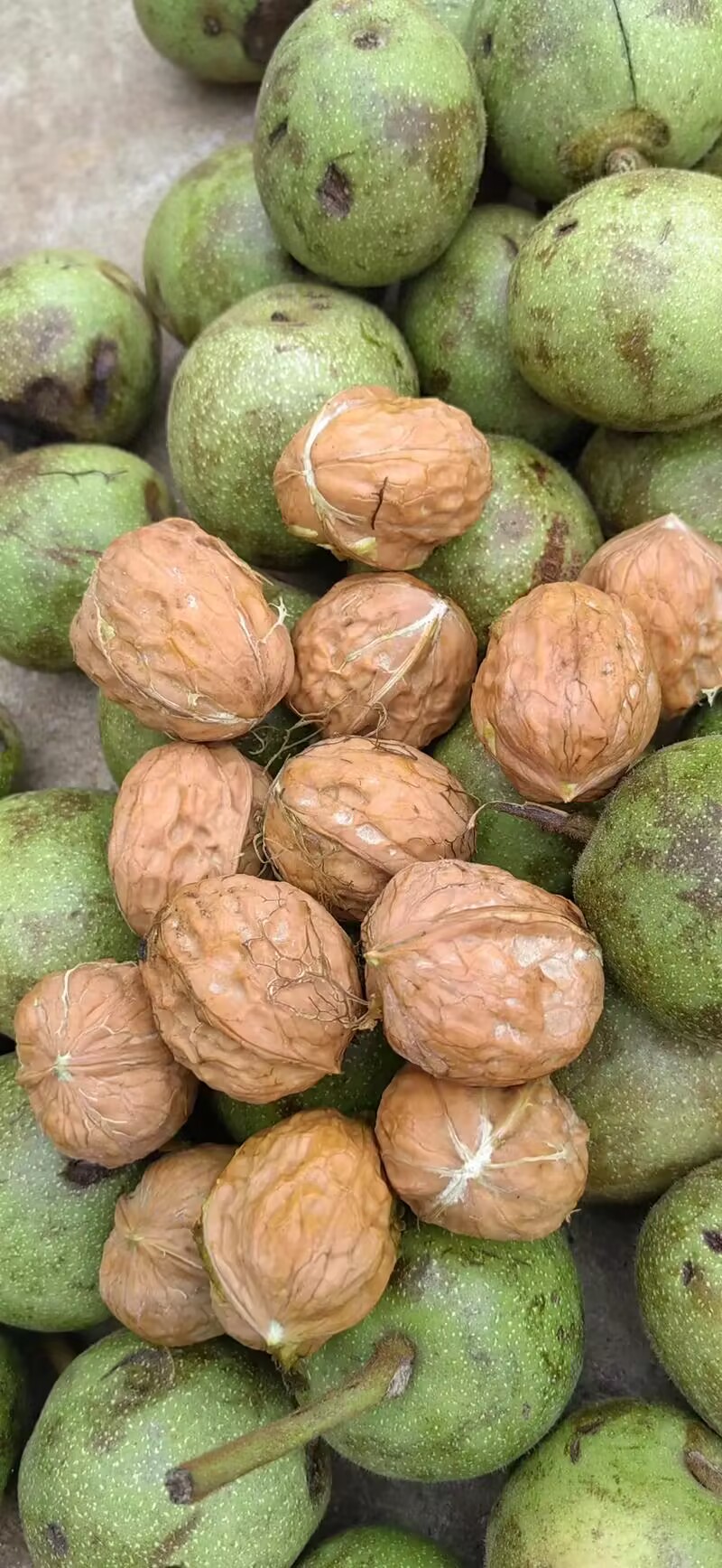 新鲜核桃好吃又特惠