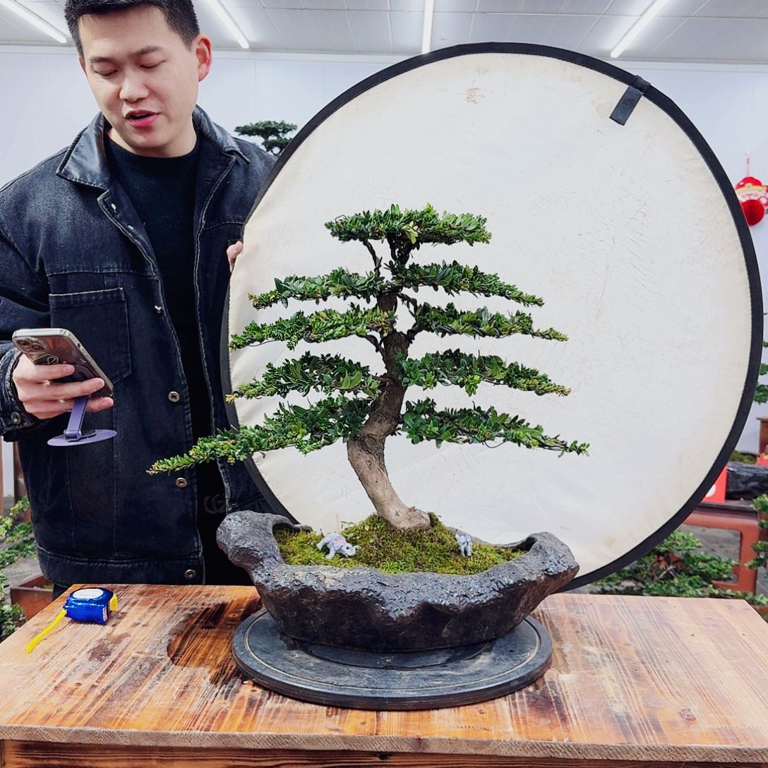 树木罗汉松精品盆景一物一拍