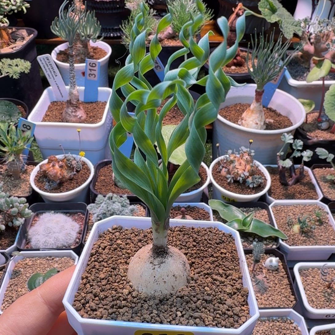 贵妃弹簧草010 仙人掌