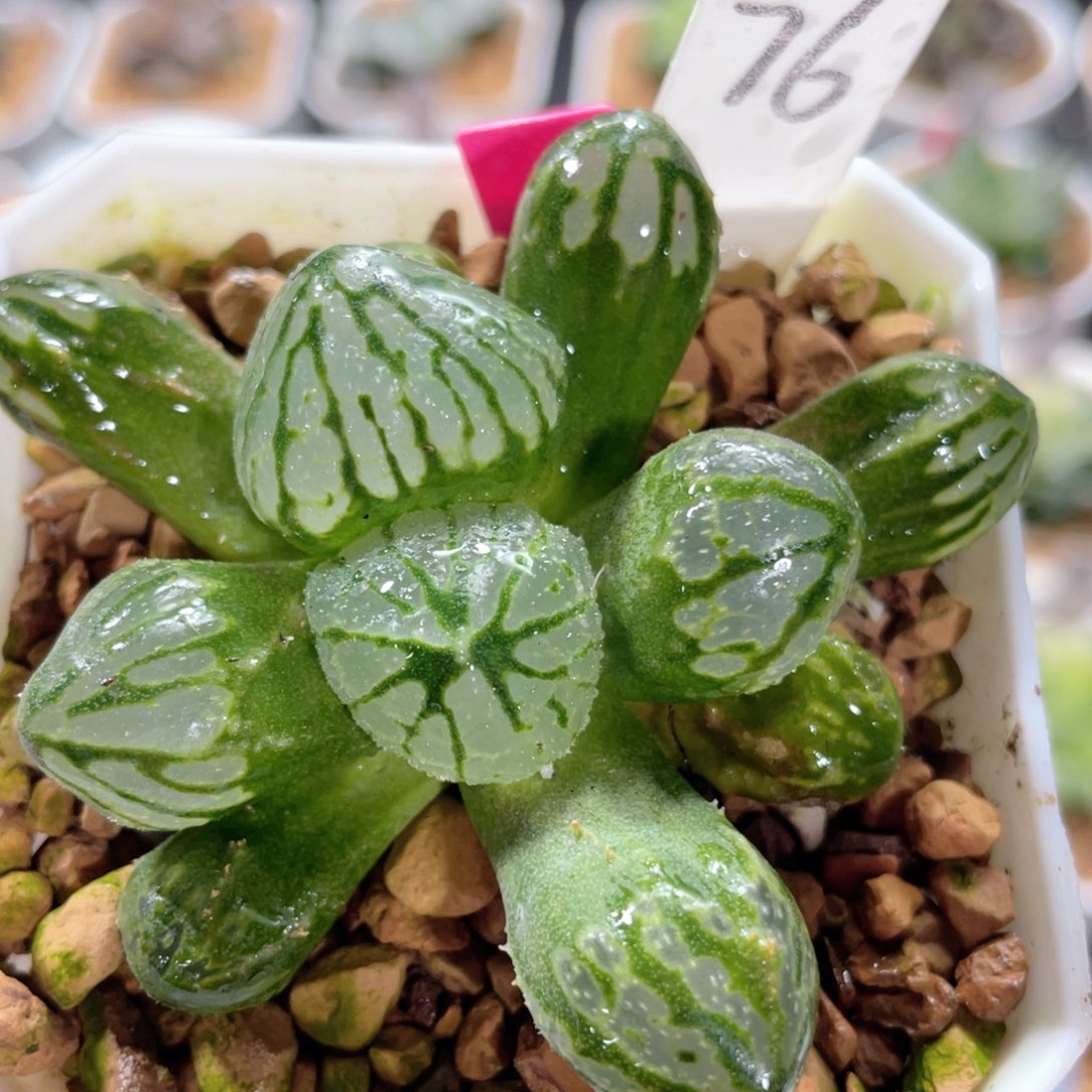 76巨大月光宝盒。