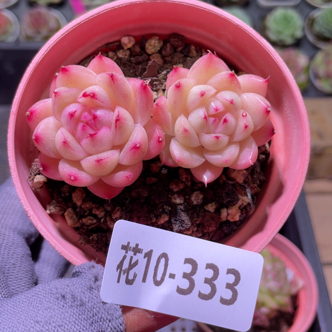 花利美10-333麦秆