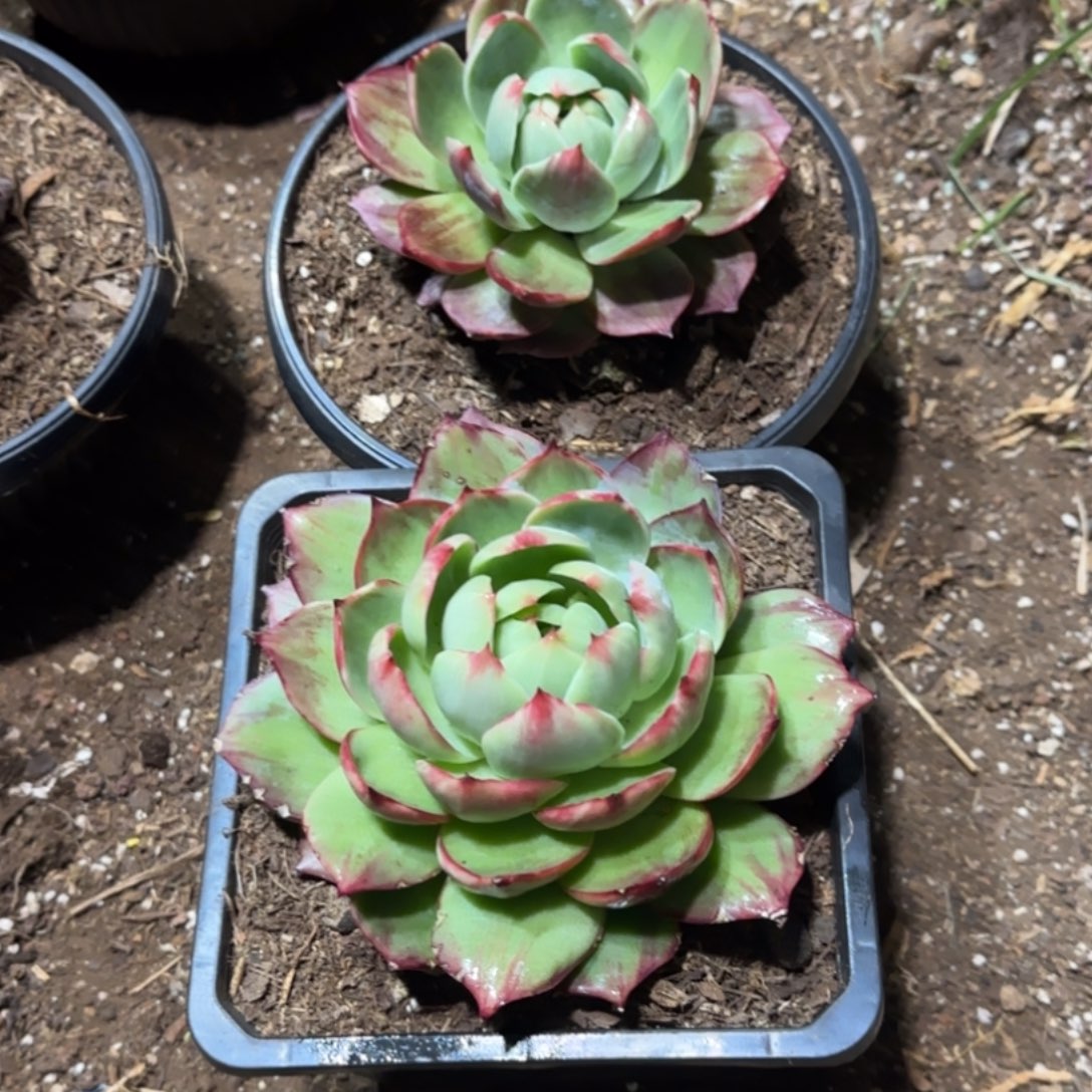 虚***静惊鸿仙子一物一拍