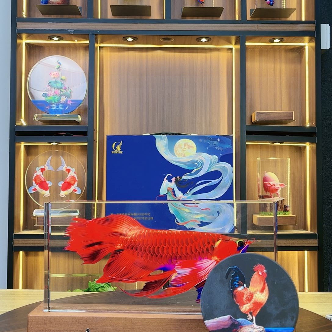 【闪购商品】人造水晶金龙鱼