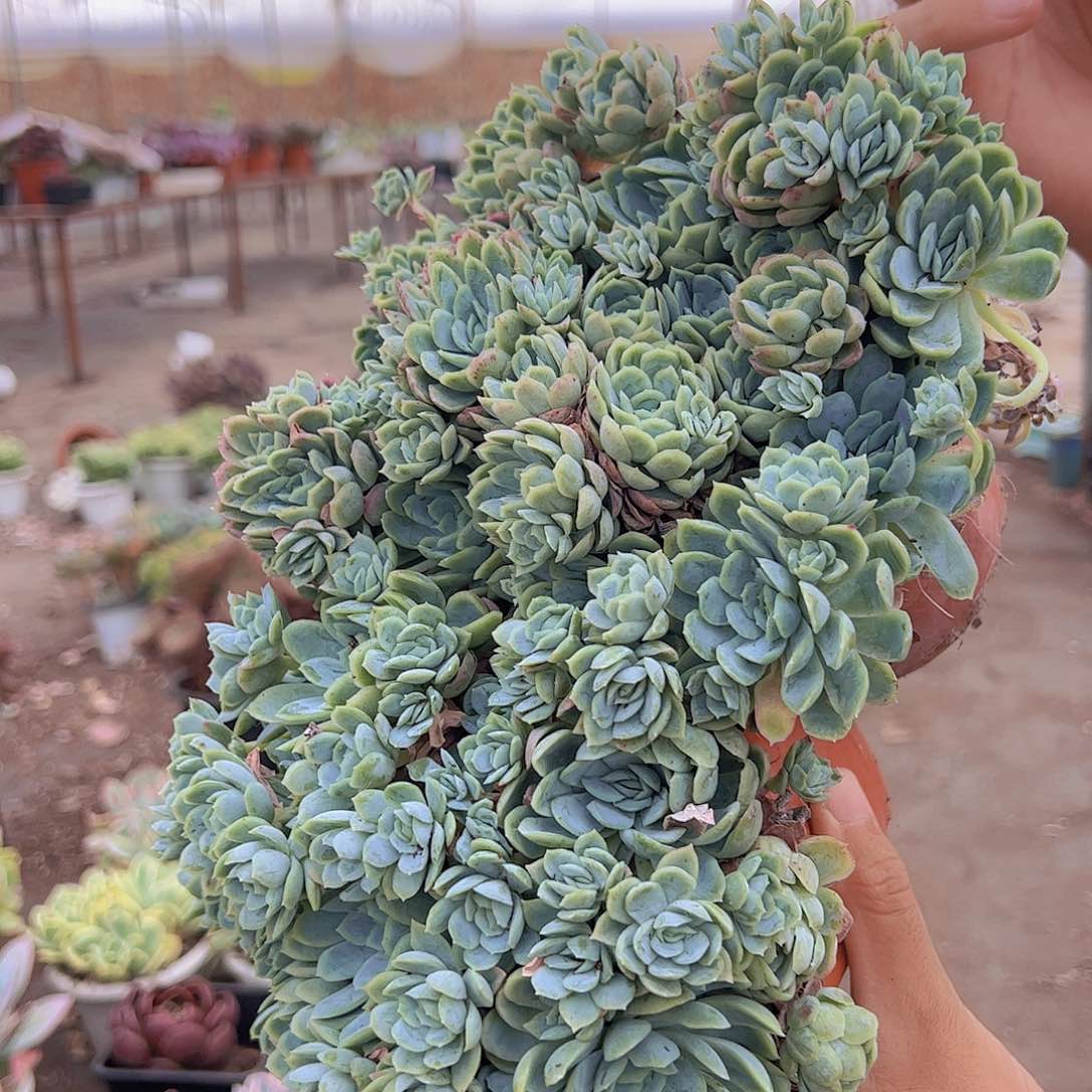 2盆月影 多头多群生