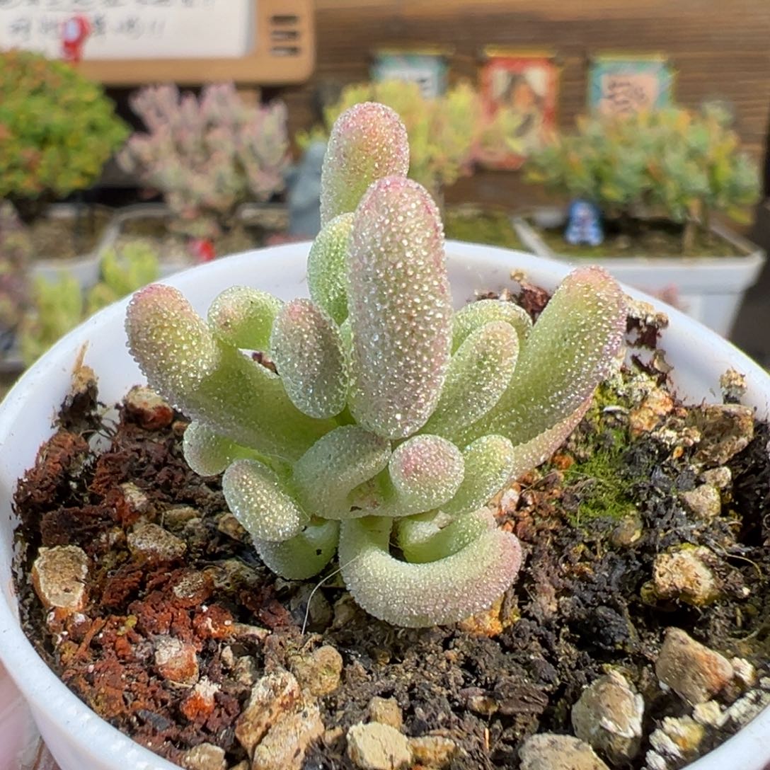 31-413开播福利紫闪光有一片叶子微瑕福利介意勿拍