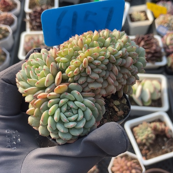 6157白胖子缀多肉植物